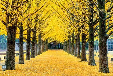 Korea (Autumn)